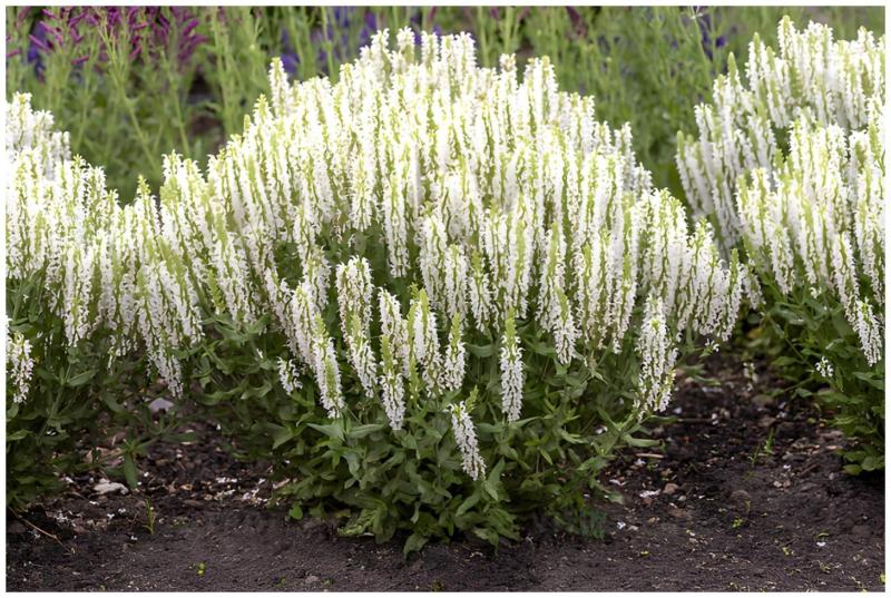 Salvia Nemorosa Sensation White - салвия немороса бяла, горска салвия (1595)